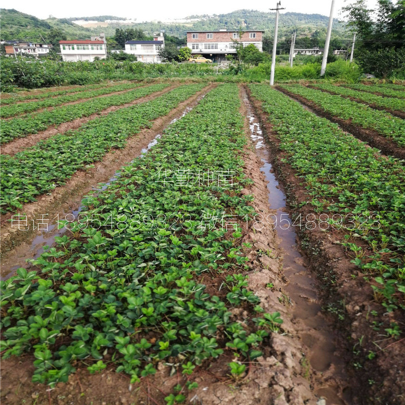 紅顏草莓穴盤苗  基地大量供應