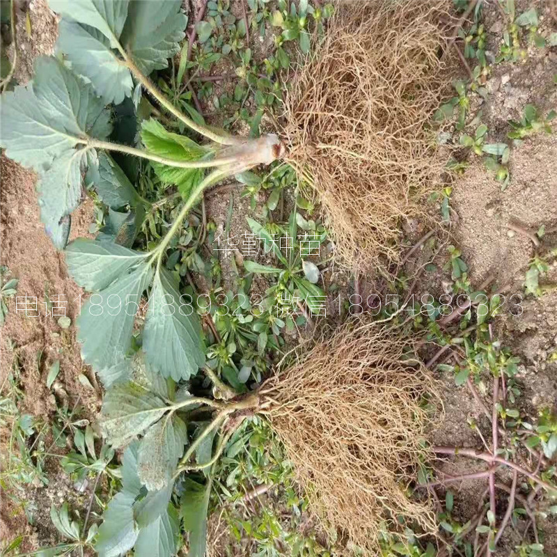 品種的紅顏草莓苗  批發(fā)價格