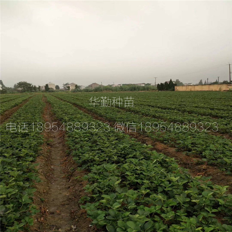 三葉一芯章姬草莓苗  種植技術(shù)