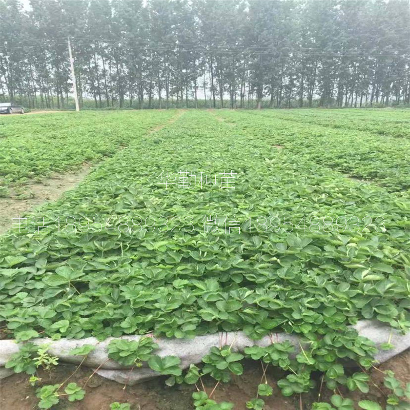 章姬草莓生產(chǎn)苗  繁育場(chǎng)