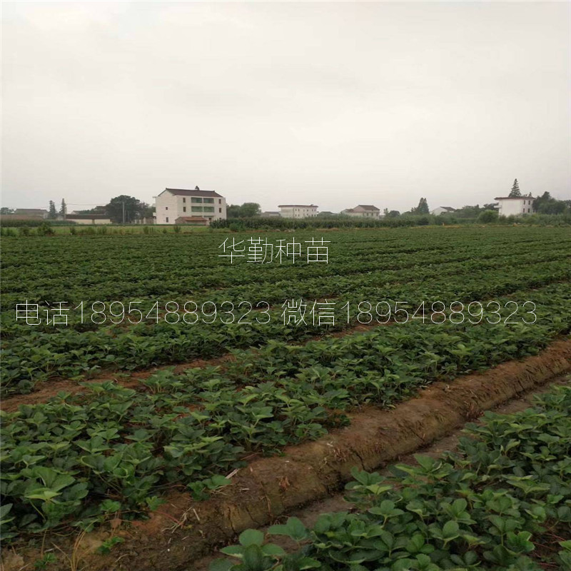 草莓苗種苗  育苗基地