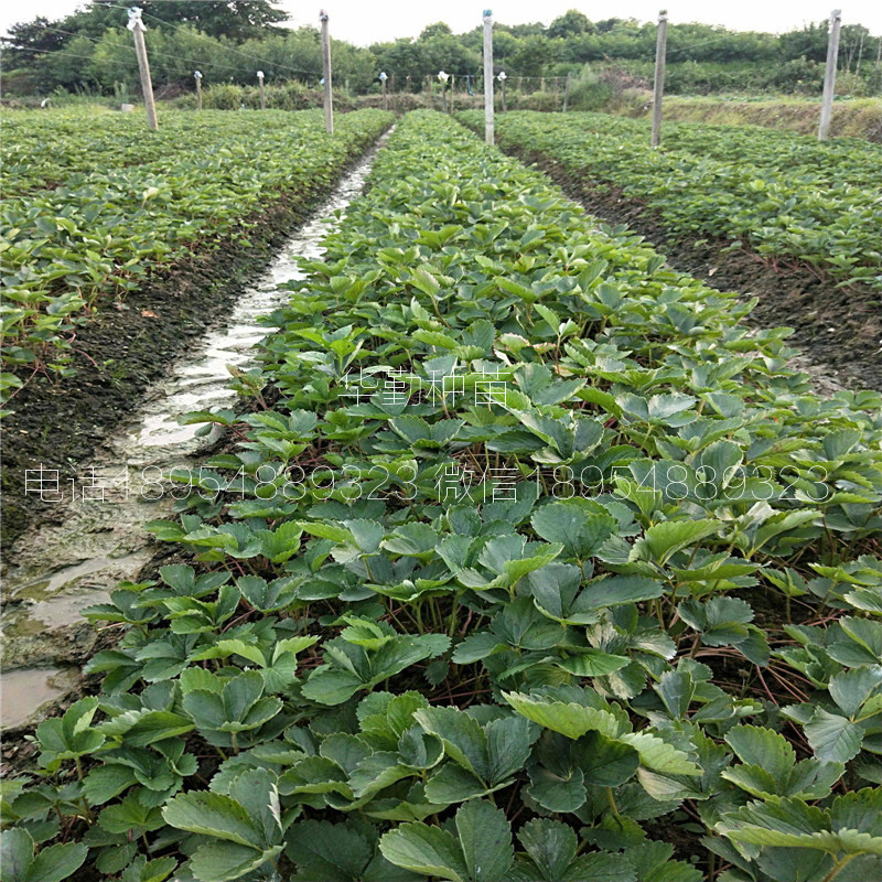 章姬草莓苗大型草莓苗育苗基地