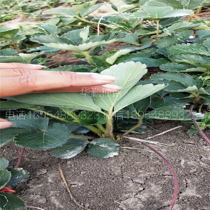 三葉一芯紅顏草莓苗  種植技術(shù)