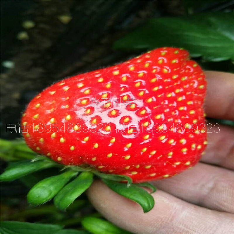 品種的紅顏草莓苗大型草莓苗育苗基地