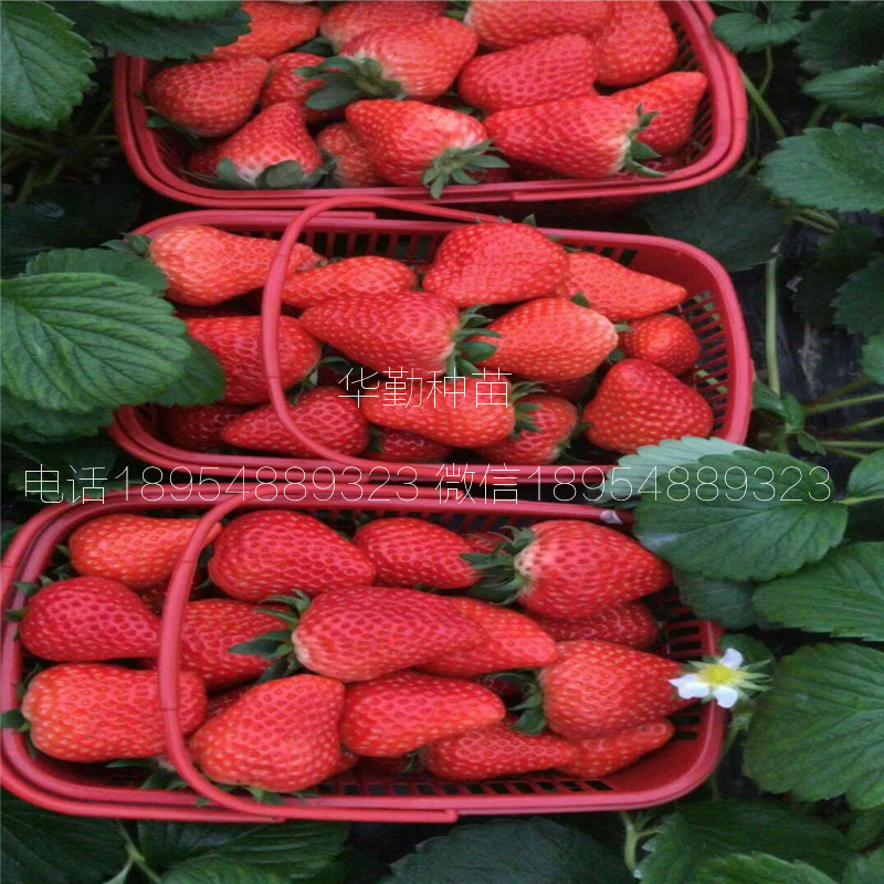 紅顏草莓生產(chǎn)苗  種植技術(shù)