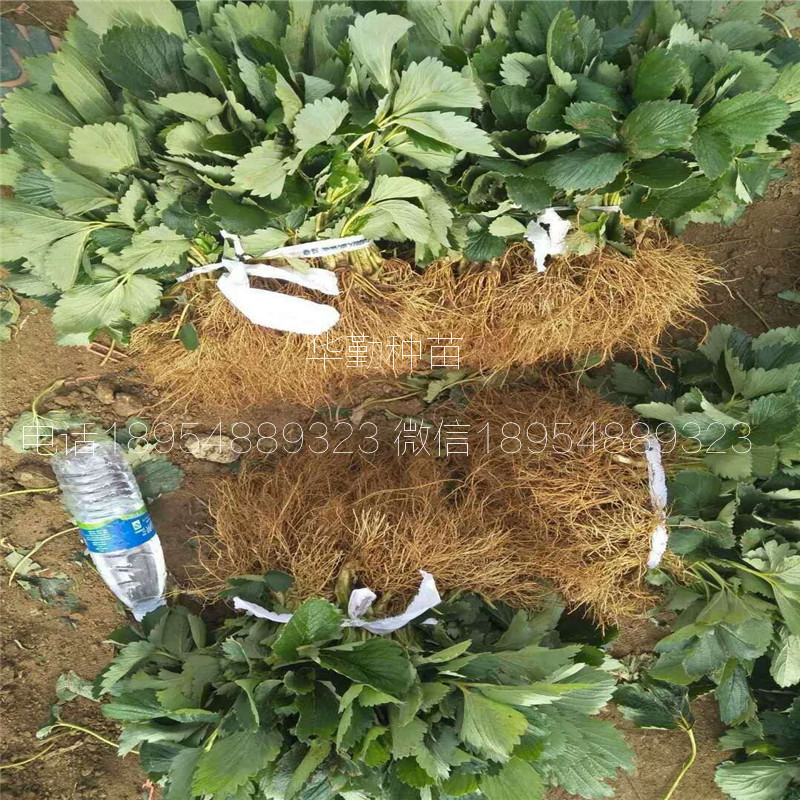 章姬草莓種苗  種植技術(shù)