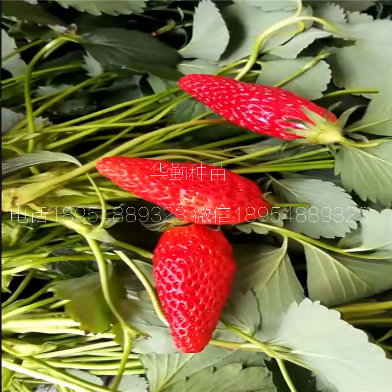 品種的紅顏草莓苗  批發(fā)價格