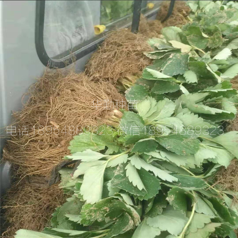章姬草莓苗大型草莓苗育苗基地