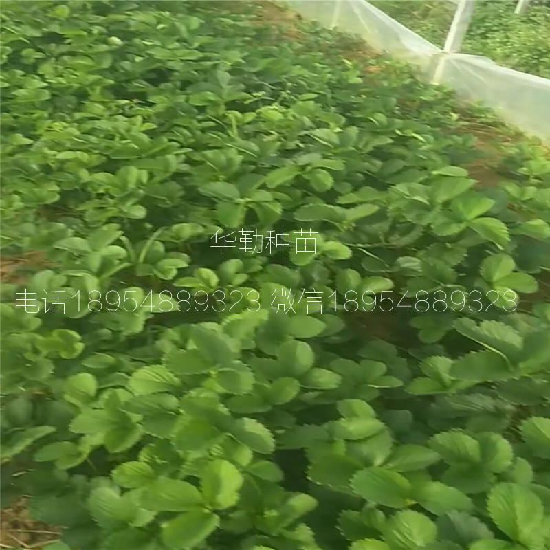 三葉一芯章姬草莓苗  品種特性介紹