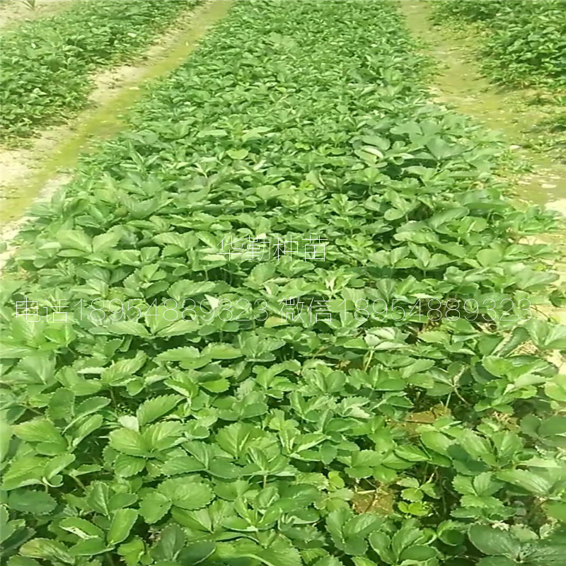 紅顏草莓種苗  品種特性介紹