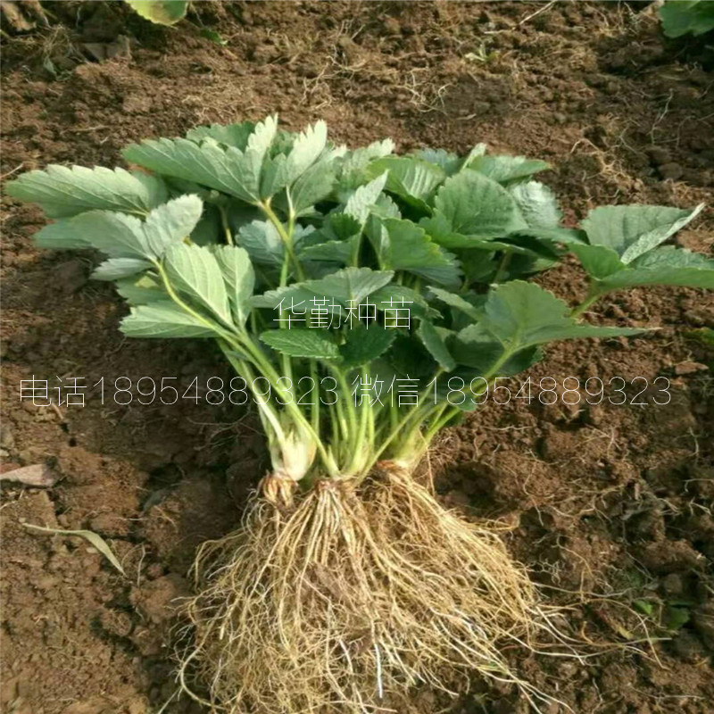 草莓苗章姬  多少錢一棵