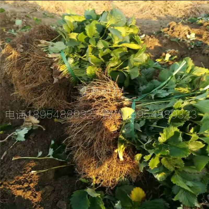 紅顏草莓苗  育苗基地