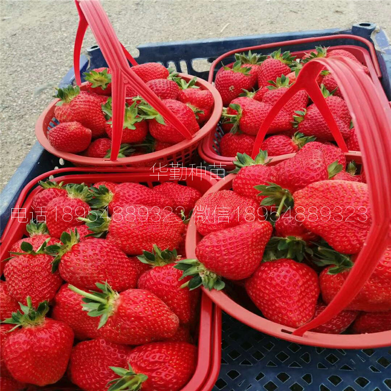 三葉一芯章姬草莓苗  種植技術(shù)