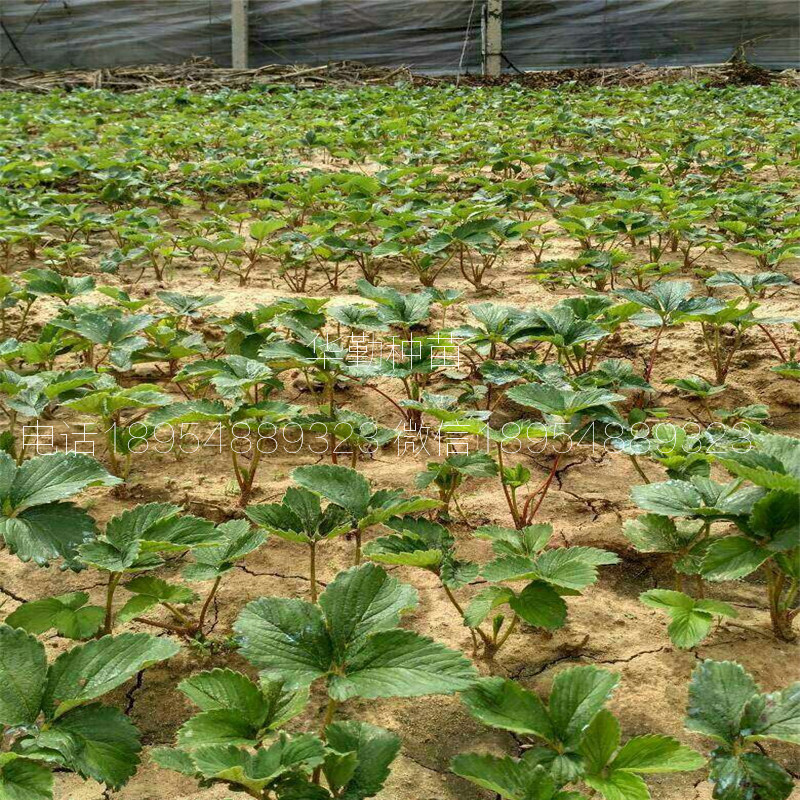 章姬草莓生產(chǎn)苗  種植技術(shù)