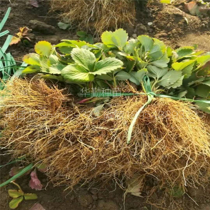 章姬草莓種苗  種植技術(shù)