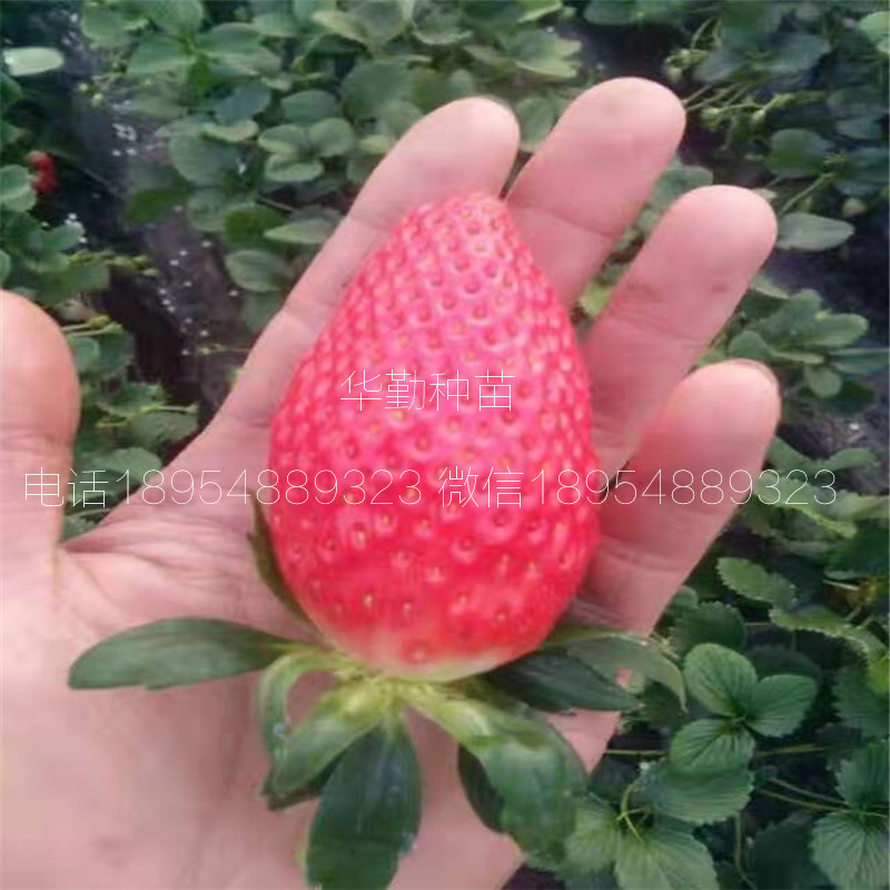 紅顏草莓走莖苗  哪里的苗純度高