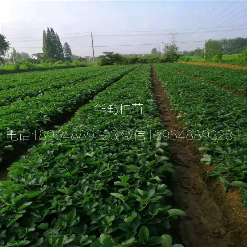 章姬草莓種苗  多少錢一棵