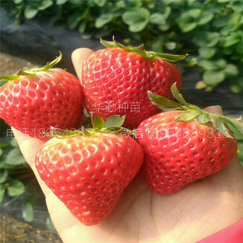 章姬草莓種苗  多少錢一棵