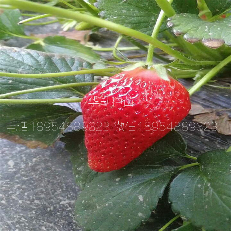 章姬草莓苗種苗  育苗基地