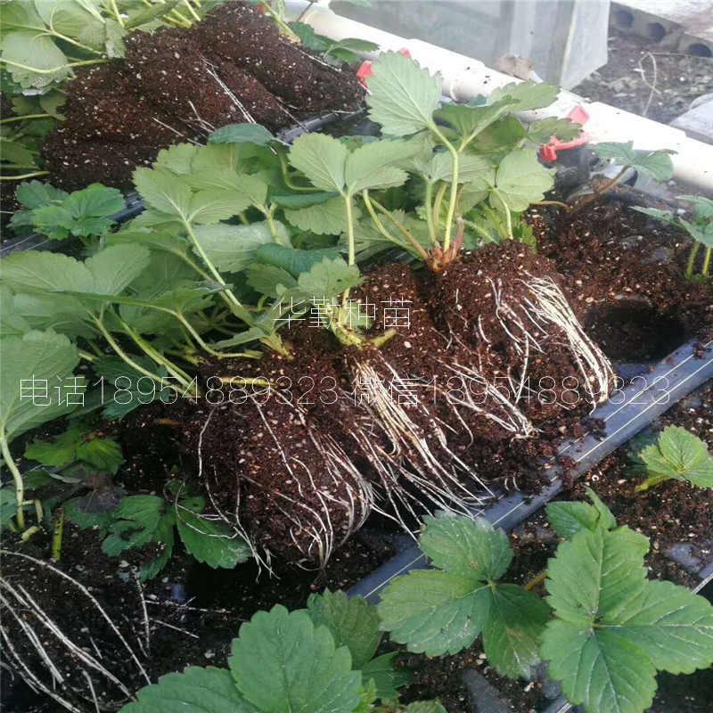 紅顏草莓苗  品種特性介紹