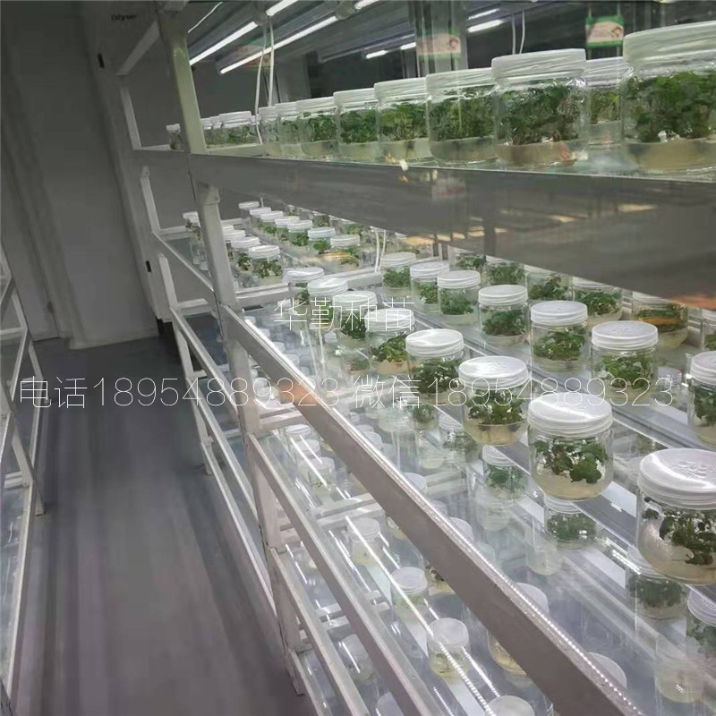 一代章姬草莓苗  多少錢一棵