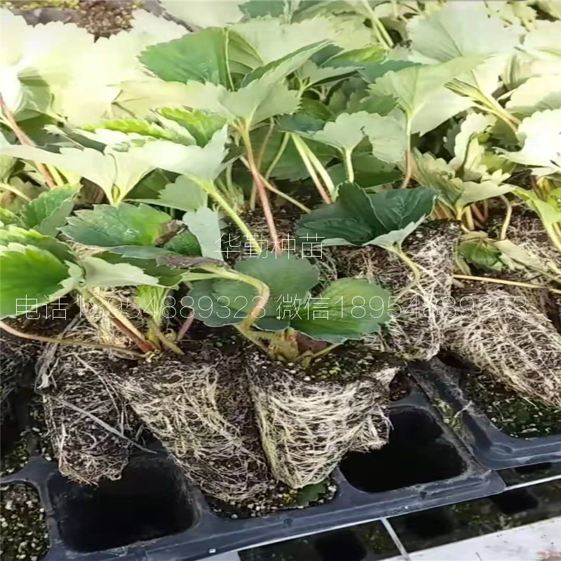三葉一芯章姬草莓苗  繁育場