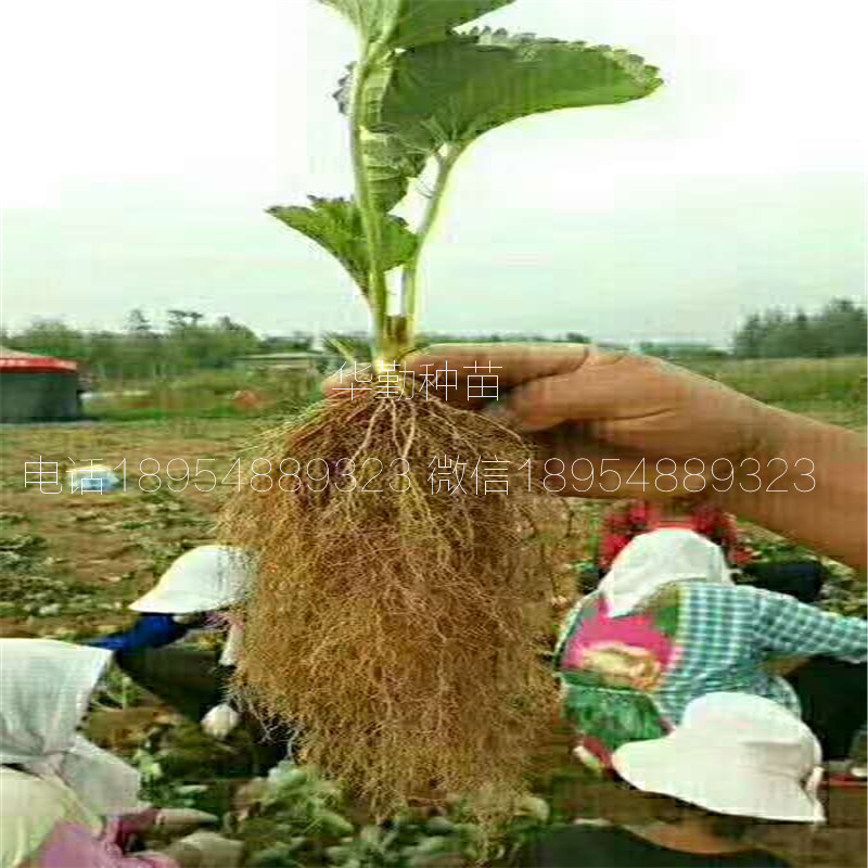 草莓苗种苗大型草莓苗育苗基地