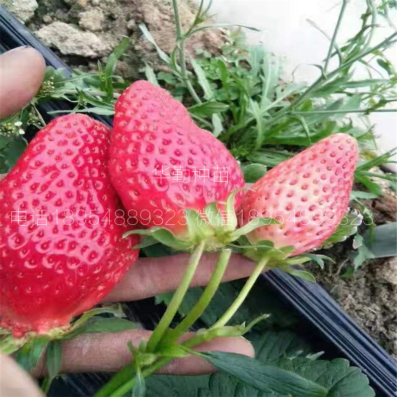 紅顏草莓穴盤苗  多少錢一株