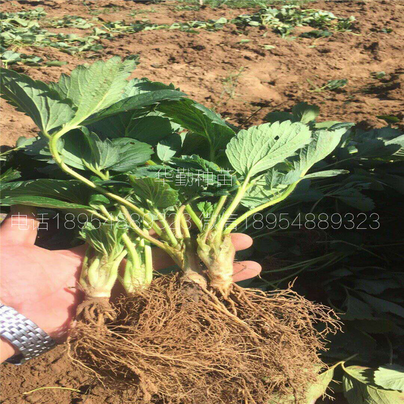 品種的紅顏草莓苗  批發(fā)價(jià)格