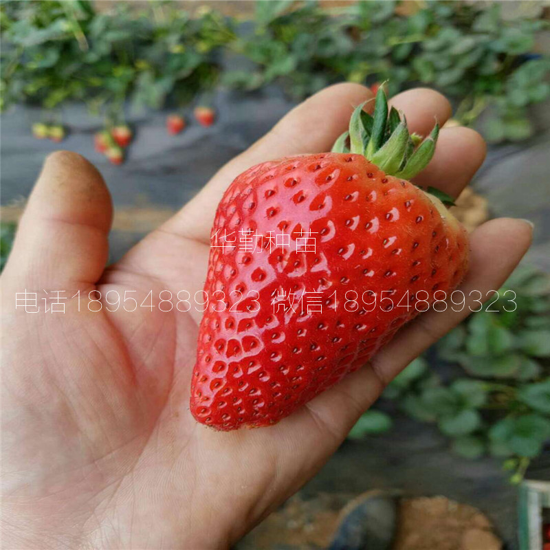 三葉一芯章姬草莓苗  種植技術(shù)