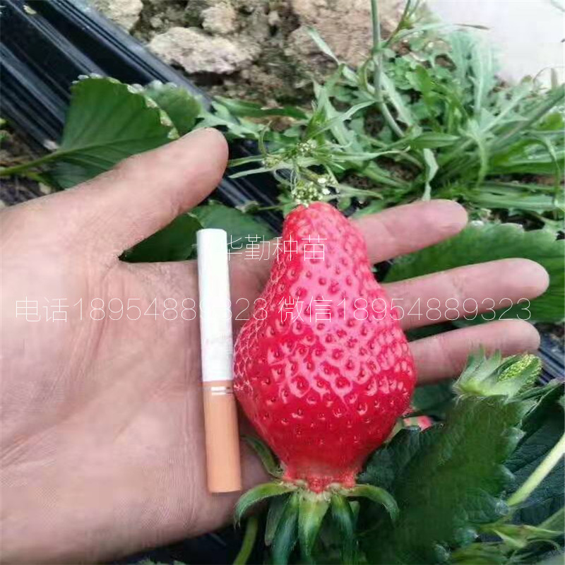 紅顏草莓走莖苗  基地大量供應(yīng)