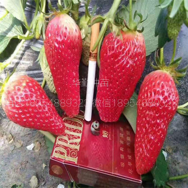品種的紅顏草莓苗大型草莓苗育苗基地