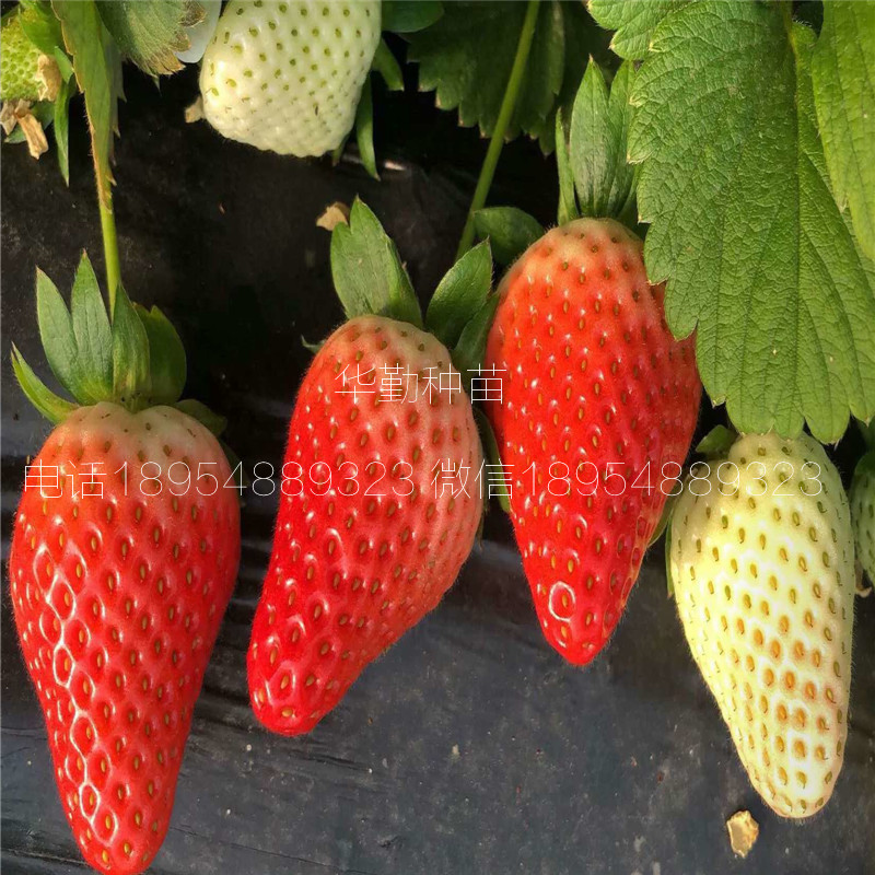 品種的紅顏草莓苗大型草莓苗育苗基地