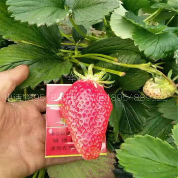 草莓苗品種品種特性介紹