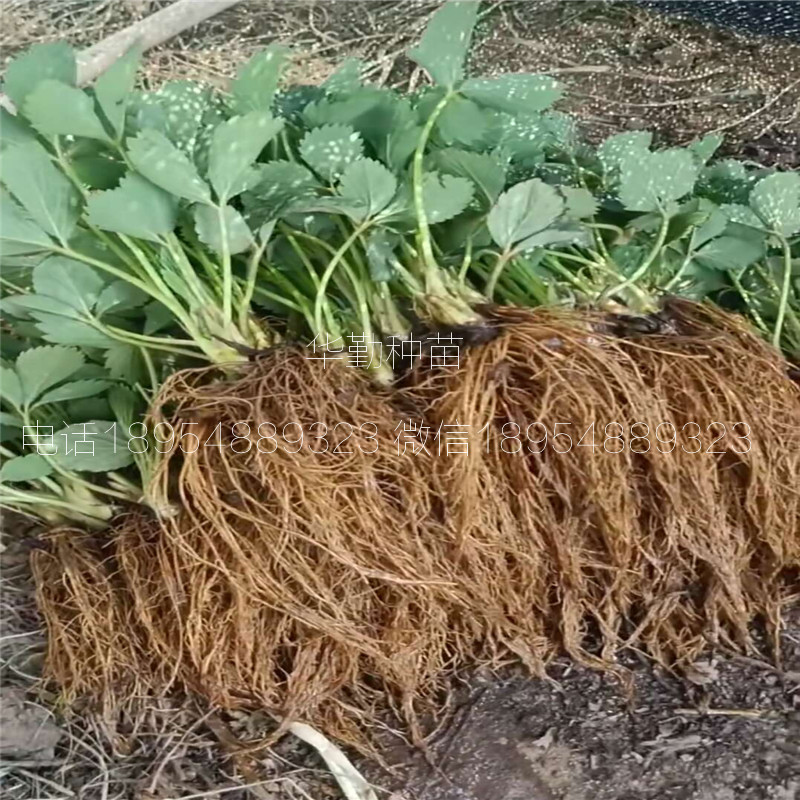 章姬草莓苗种苗  种植技术