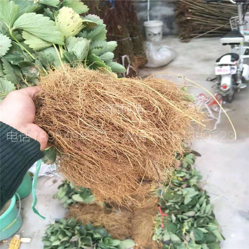 大棚紅顏草莓苗大型草莓苗育苗基地
