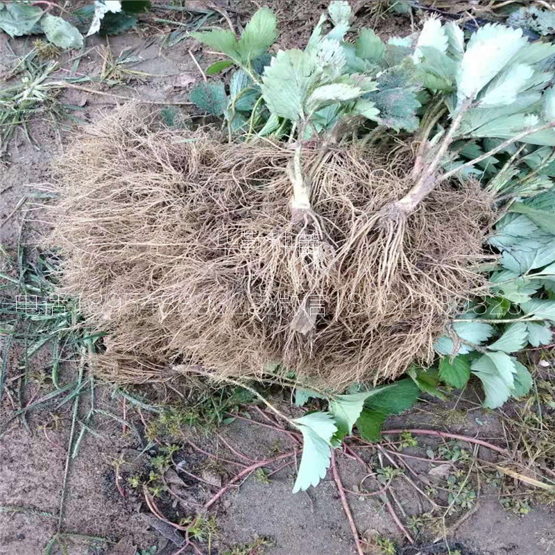 草莓苗紅顏  品種特性介紹