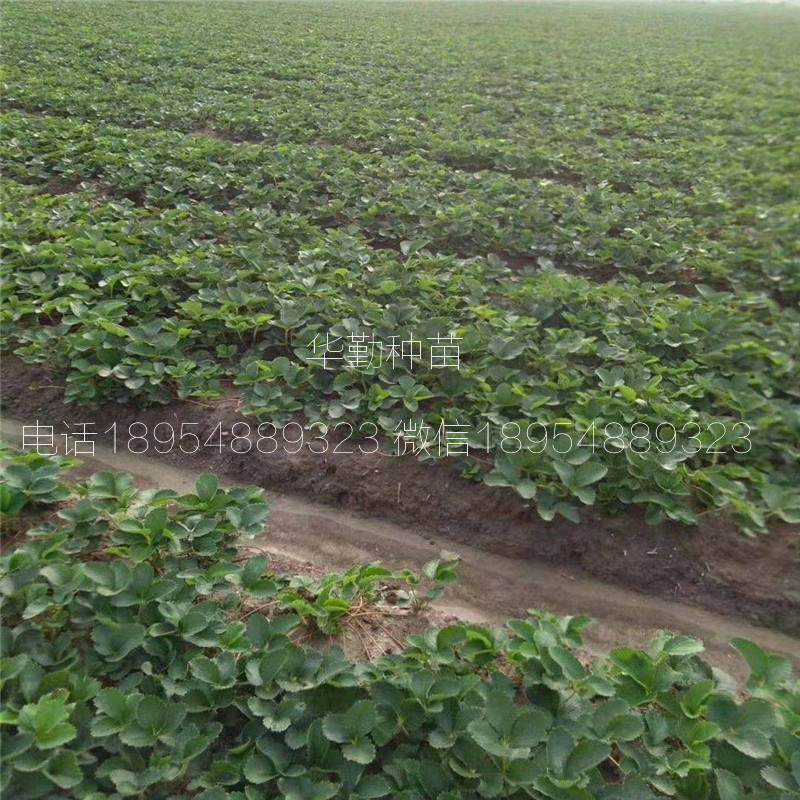 紅顏草莓生產(chǎn)苗  種植技術(shù)
