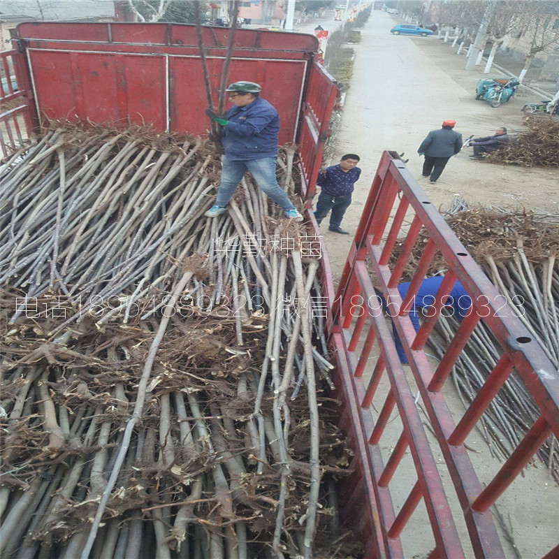 矮化香椿苗  育苗基地联系地址云南