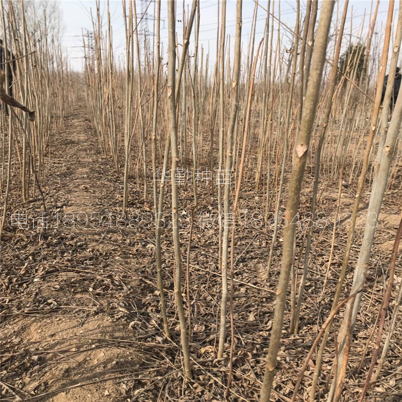 露天种植香椿苗  种植技术