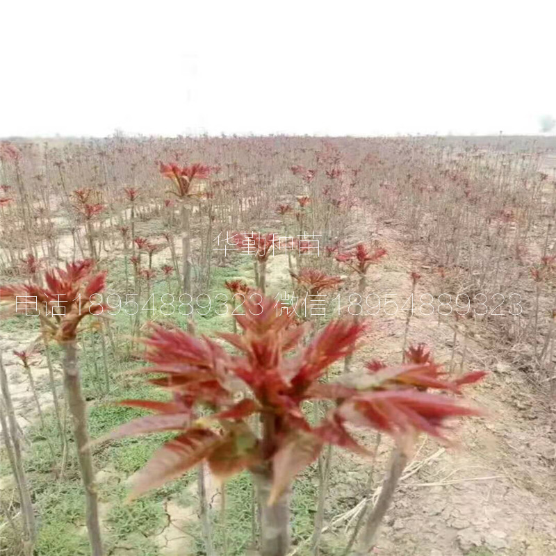 大棚香椿树苗  种植技术介绍西藏