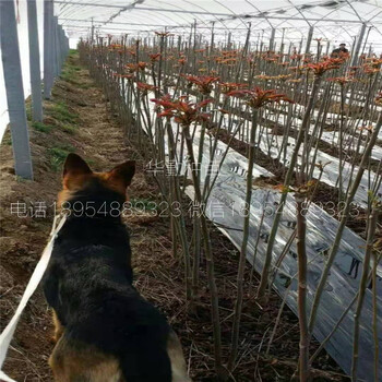 香椿树苗种植技术介绍新疆