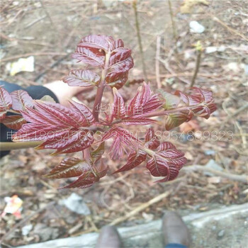 矮化香椿苗种植技术免费赠送西藏