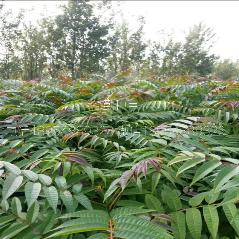 大棚香椿树苗  什么时候种植宁夏