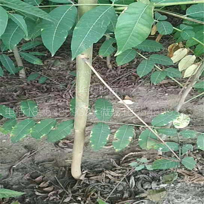 大棚香椿树苗  种植技术介绍河北