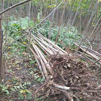 矮化香椿苗种植技术免费赠送浙江