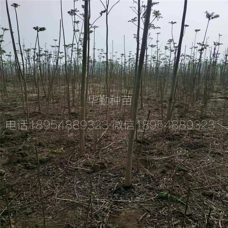 香椿树苗  什么时候种植福建