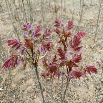 矮化香椿苗种植技术介绍吉林