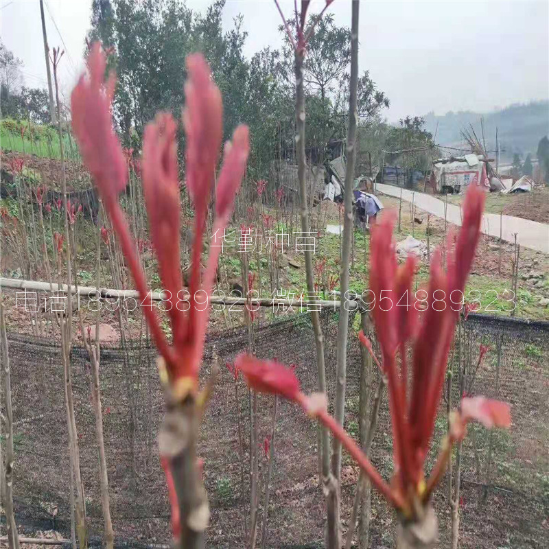 矮化香椿苗  种植技术免费赠送西藏