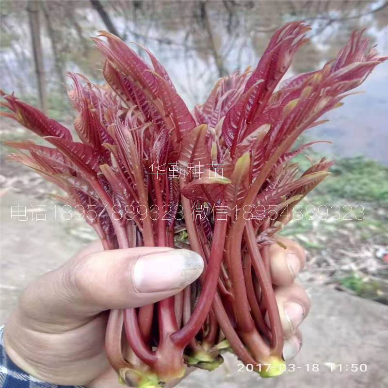 香椿树苗  什么时候种植福建